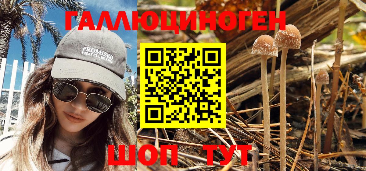 Советская Гавань  Псилоцибиновые грибы Magic Shrooms  Вход с VPN  Псилоцибиновые грибы Psilocybe 
